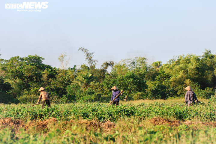 Ảnh: Nông dân Hà Tĩnh phơi mình dưới nắng nóng khốc liệt thu hoạch dược thảo - 9