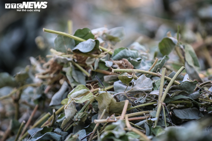 Ảnh: Nông dân Hà Tĩnh phơi mình dưới nắng nóng khốc liệt thu hoạch dược thảo - 10