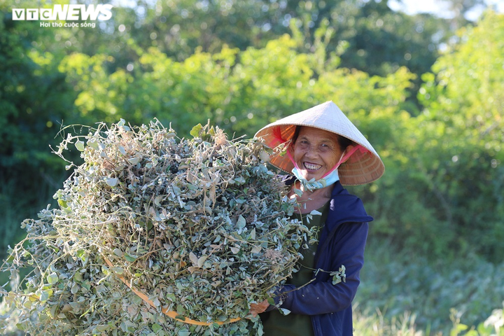 Ảnh: Nông dân Hà Tĩnh phơi mình dưới nắng nóng khốc liệt thu hoạch dược thảo - 2