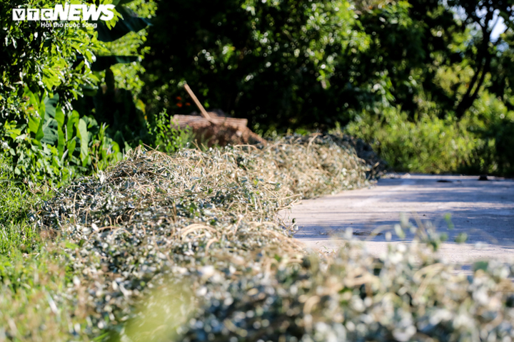 Ảnh: Nông dân Hà Tĩnh phơi mình dưới nắng nóng khốc liệt thu hoạch dược thảo - 3