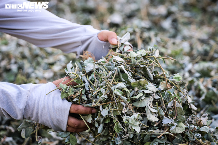 Ảnh: Nông dân Hà Tĩnh phơi mình dưới nắng nóng khốc liệt thu hoạch dược thảo - 4