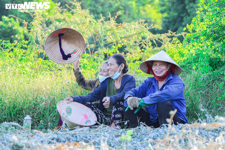 Ảnh: Nông dân Hà Tĩnh phơi mình dưới nắng nóng khốc liệt thu hoạch dược thảo - 5
