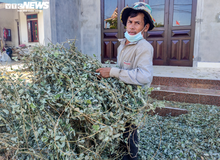 Ảnh: Nông dân Hà Tĩnh phơi mình dưới nắng nóng khốc liệt thu hoạch dược thảo - 6
