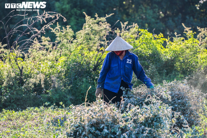 Ảnh: Nông dân Hà Tĩnh phơi mình dưới nắng nóng khốc liệt thu hoạch dược thảo - 7