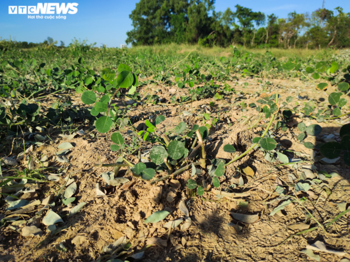 Ảnh: Nông dân Hà Tĩnh phơi mình dưới nắng nóng khốc liệt thu hoạch dược thảo - 8
