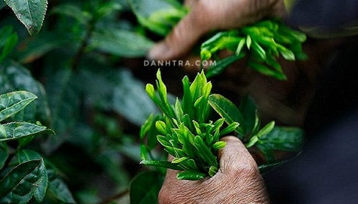 Danh Trà: Địa chỉ cung cấp chè Thái Nguyên chính hãng, uy tín - 1