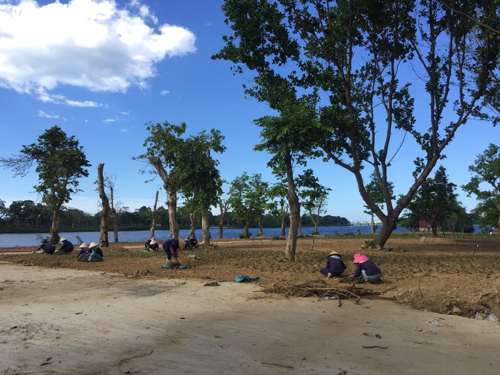 Cận cảnh cồn Dã Viên trên sông Hương sắp thành vườn Ngự uyển ở Huế - 5