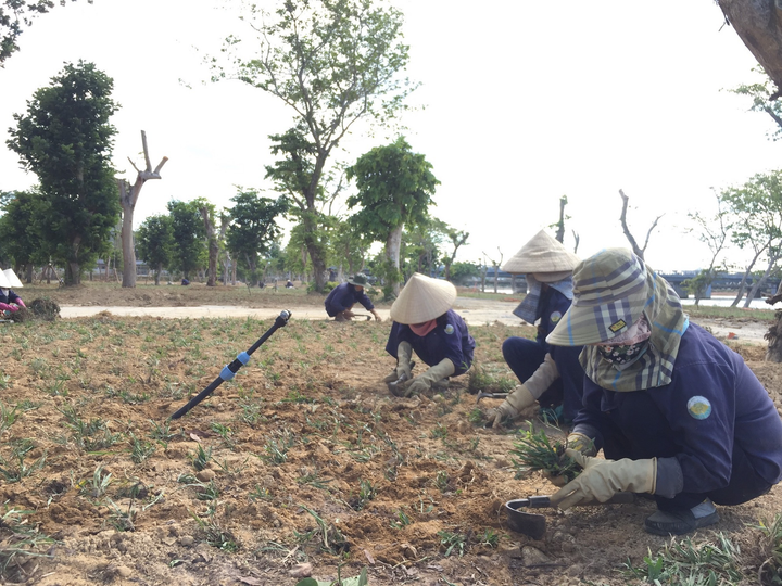 Cận cảnh cồn Dã Viên trên sông Hương sắp thành vườn Ngự uyển ở Huế - 8