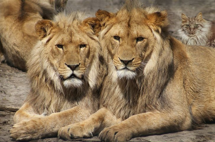 Chỉ vỏn vẹn 5 giây, bạn có chỉ ra được điểm vô lý ở những bức hình này? - 4