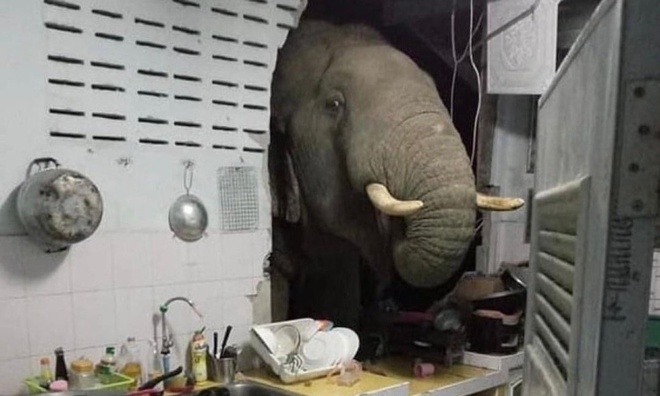Voi đột nhập vào bếp nhà dân giữa đêm để ăn vụng - 1