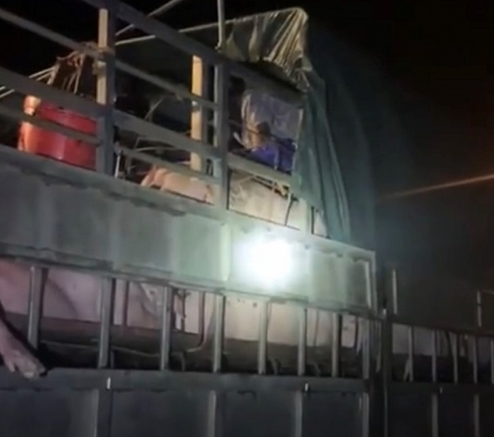 Gần 20 người trốn trong xe tải chở lợn 'né' chốt soát dịch COVID-19 - 1