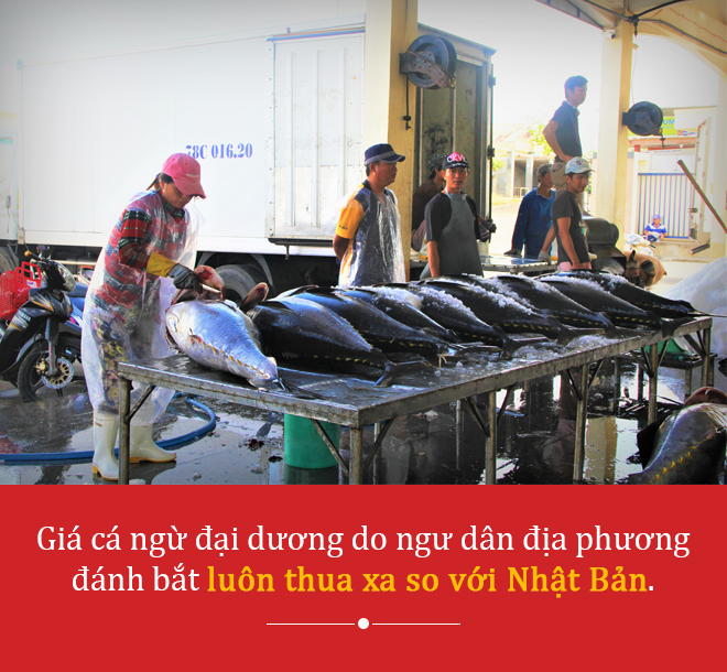 Vì sao giá cá ngừ đại dương Phú Yên ‘rẻ bèo’ so với Nhật Bản? - 2