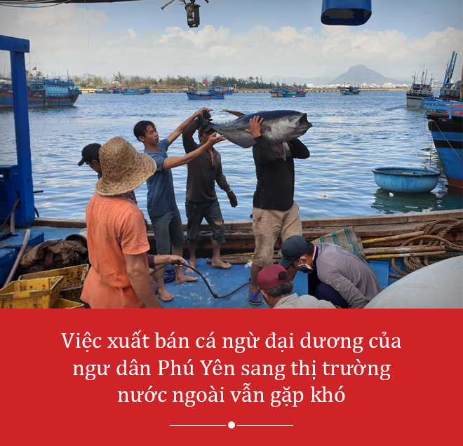 Vì sao giá cá ngừ đại dương Phú Yên ‘rẻ bèo’ so với Nhật Bản? - 3