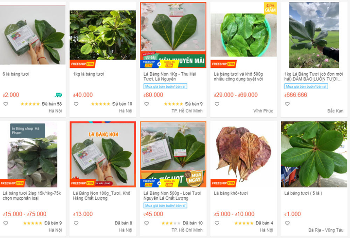 Những loại lá bình thường bỗng thành hàng hot trên trang thương mại điện tử - 1