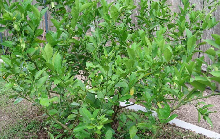 Những loại lá bình thường bỗng thành hàng hot trên trang thương mại điện tử - 3