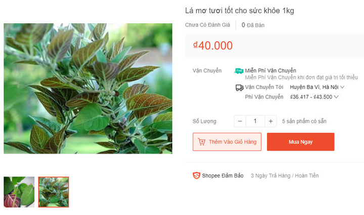 Những loại lá bình thường bỗng thành hàng hot trên trang thương mại điện tử - 9
