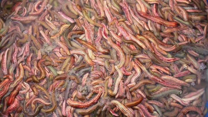 Loại mắm đặc sản có giá cả triệu đồng nhưng không phải có tiền là mua được - 1