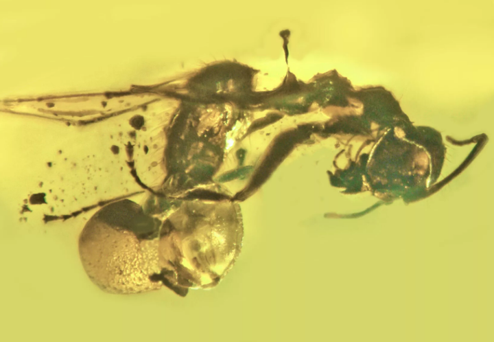 Nấm ký sinh chọc thủng trực tràng kiến chui ra trong hổ phách 50 triệu năm tuổi - 1