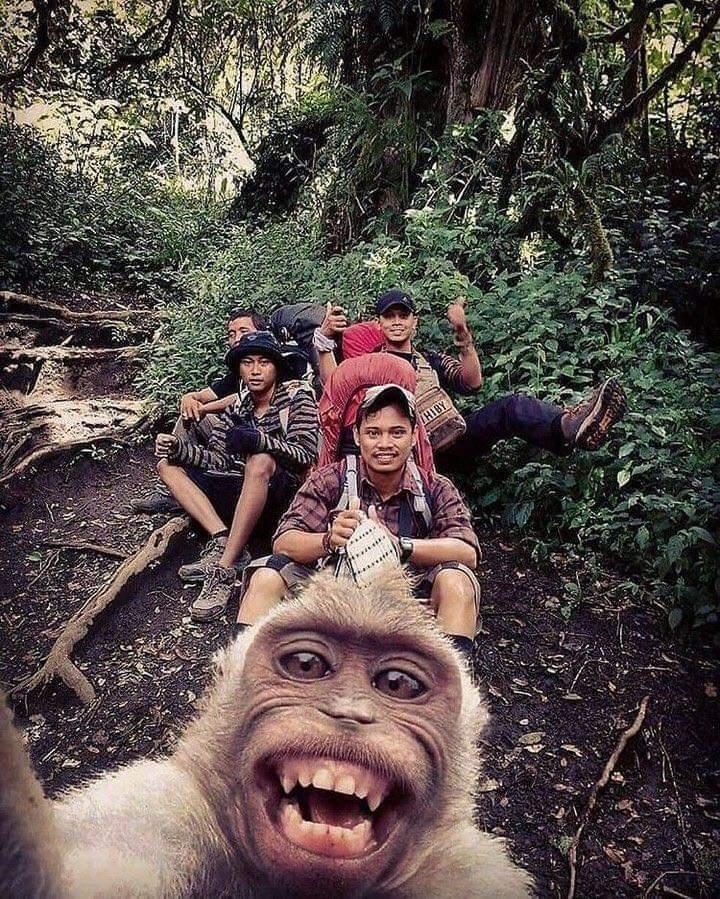 Loạt bằng chứng cho thấy động vật khi selfie còn 'diễn sâu' hơn cả con người - 9