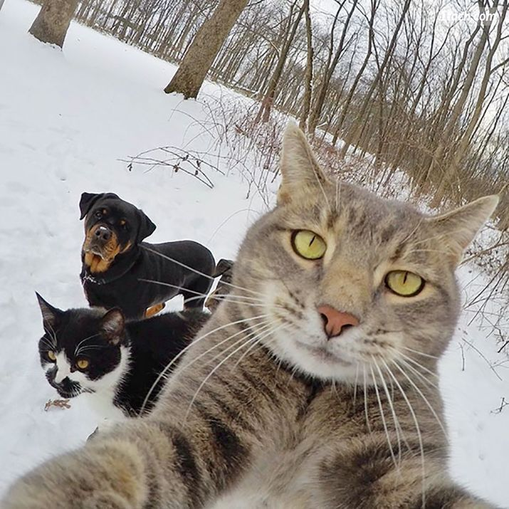 Loạt bằng chứng cho thấy động vật khi selfie còn 'diễn sâu' hơn cả con người - 6