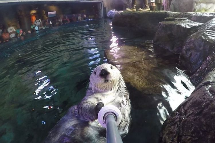 Loạt bằng chứng cho thấy động vật khi selfie còn 'diễn sâu' hơn cả con người - 11