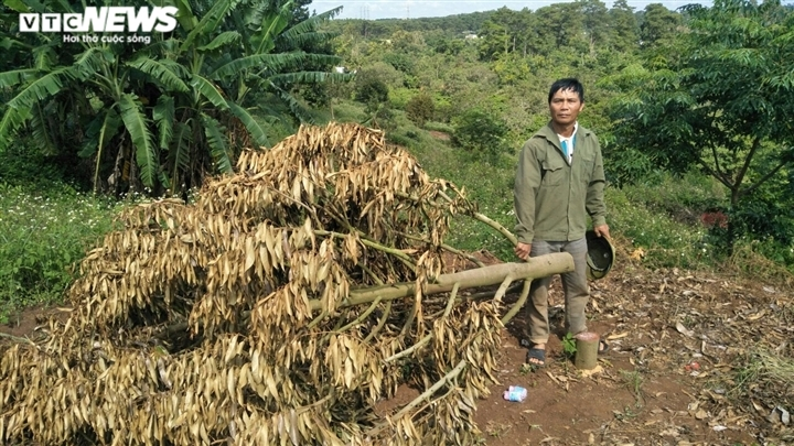 Hàng trăm cây sầu riêng của nông dân ở Đắk Lắk bị chặt hạ trong đêm - 1