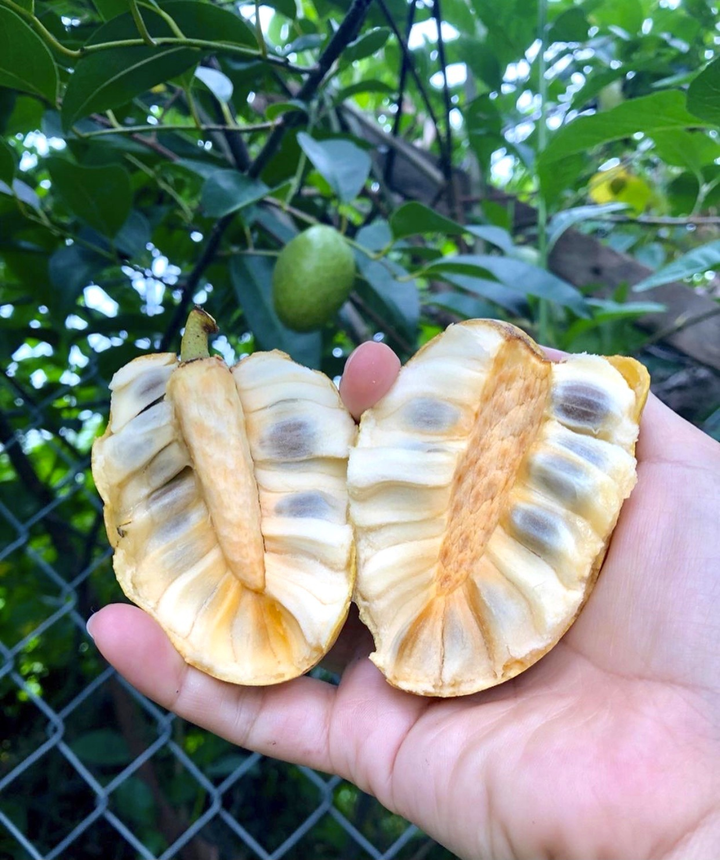 Còn ai nhớ bình bát, thức quả bình dị của tuổi thơ làm dịu cả cái nóng mùa hè? - 3