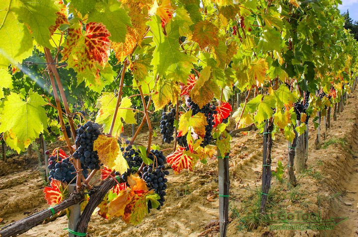 6 trải nghiệm dành cho ‘những kẻ mộng mơ’ chỉ có ở Italy - 10