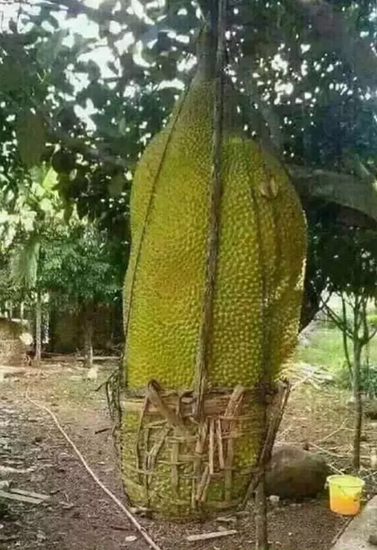 Khóc ròng với những quả mít 'ngang ngược' như trêu tức người trồng - 5