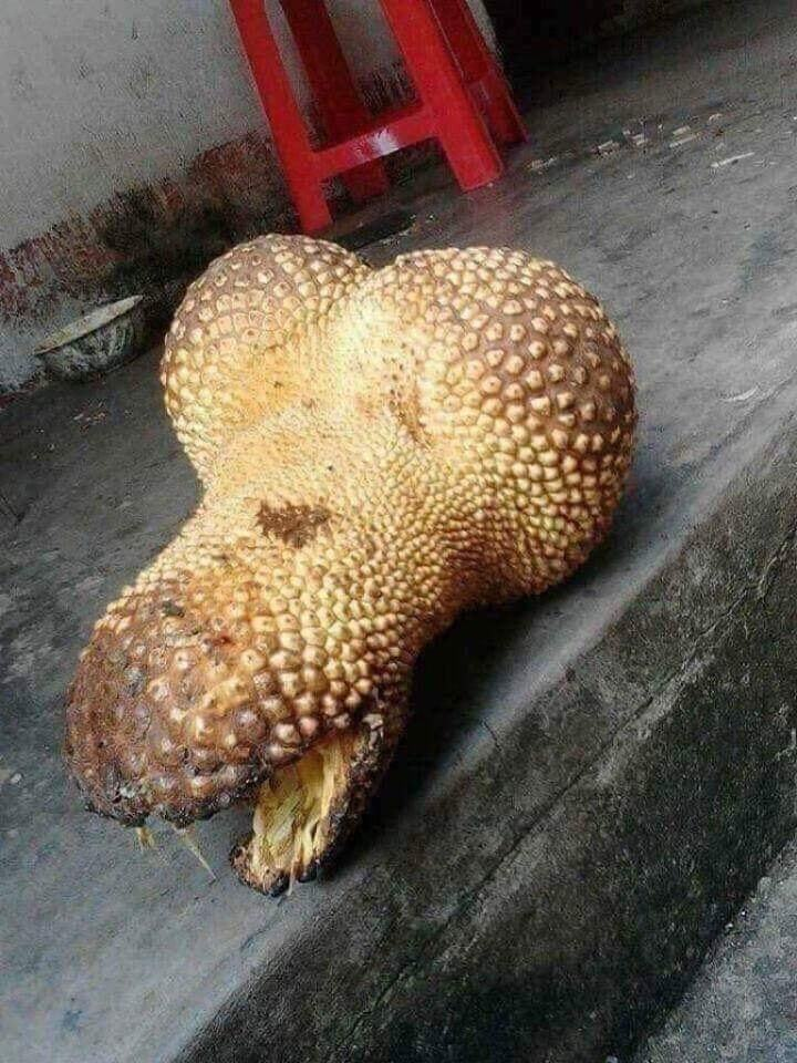 Khóc ròng với những quả mít 'ngang ngược' như trêu tức người trồng - 10