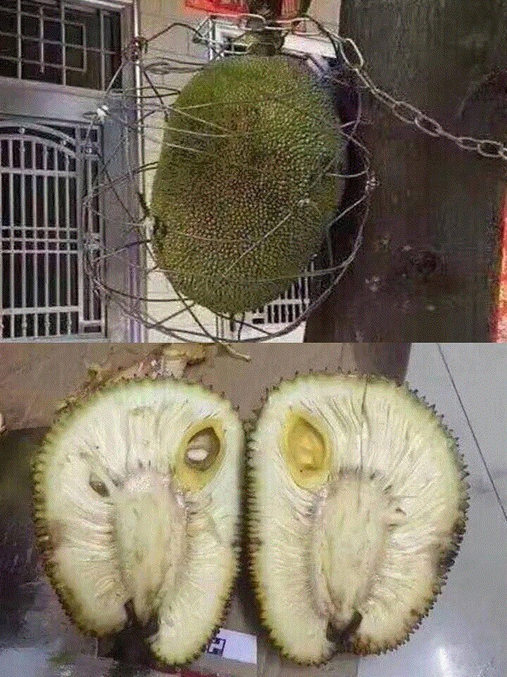 Khóc ròng với những quả mít 'ngang ngược' như trêu tức người trồng - 6