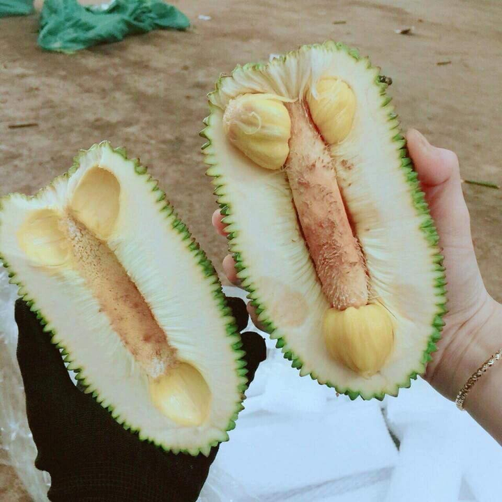 Khóc ròng với những quả mít 'ngang ngược' như trêu tức người trồng - 8