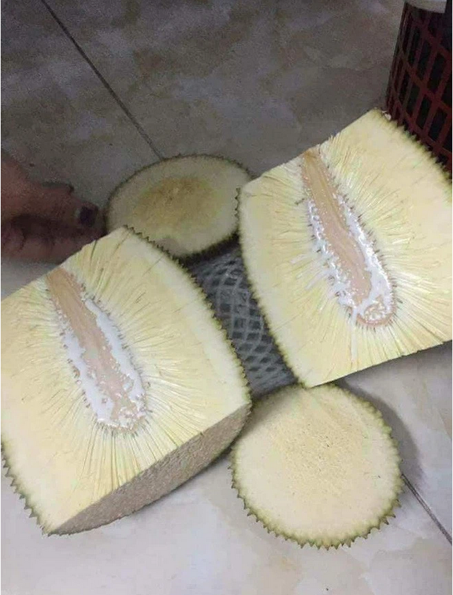 Khóc ròng với những quả mít 'ngang ngược' như trêu tức người trồng - 9