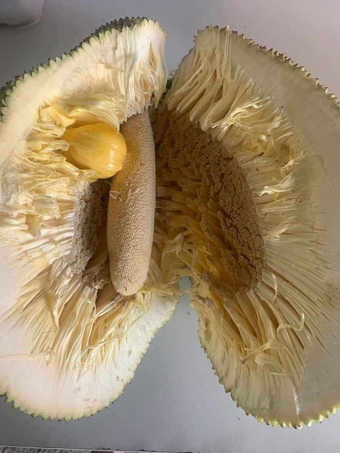 Khóc ròng với những quả mít 'ngang ngược' như trêu tức người trồng - 7