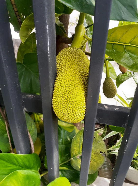 Khóc ròng với những quả mít 'ngang ngược' như trêu tức người trồng - 2