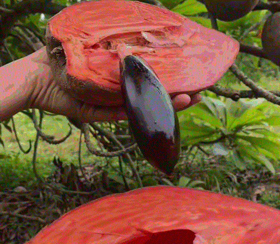 Quả hồng xiêm 'siêu to khổng lồ': Bổ ra đỏ rực, chưa thấy bao giờ - 2