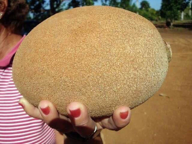 Quả hồng xiêm 'siêu to khổng lồ': Bổ ra đỏ rực, chưa thấy bao giờ - 3