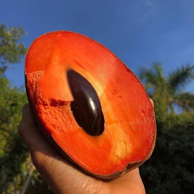 Quả hồng xiêm 'siêu to khổng lồ': Bổ ra đỏ rực, chưa thấy bao giờ - 4