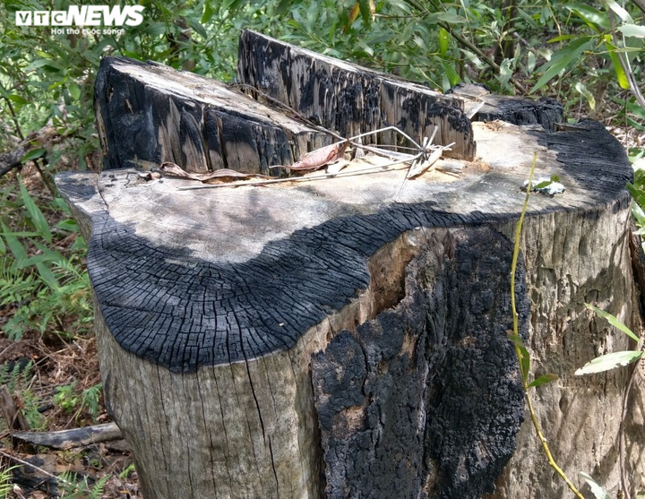 Đất rừng tự nhiên ở Thừa Thiên – Huế bị 'hô biến' thành đất trồng keo thế nào? - 3