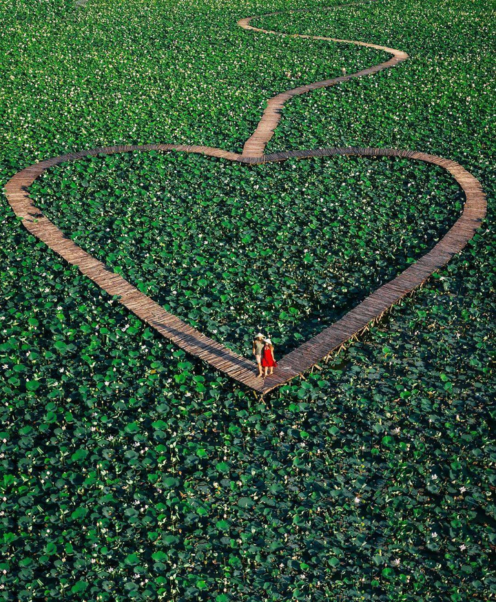 Say đắm trước cảnh thần tiên ở đầm sen dưới chân Hang Múa mùa nở rộ - 5