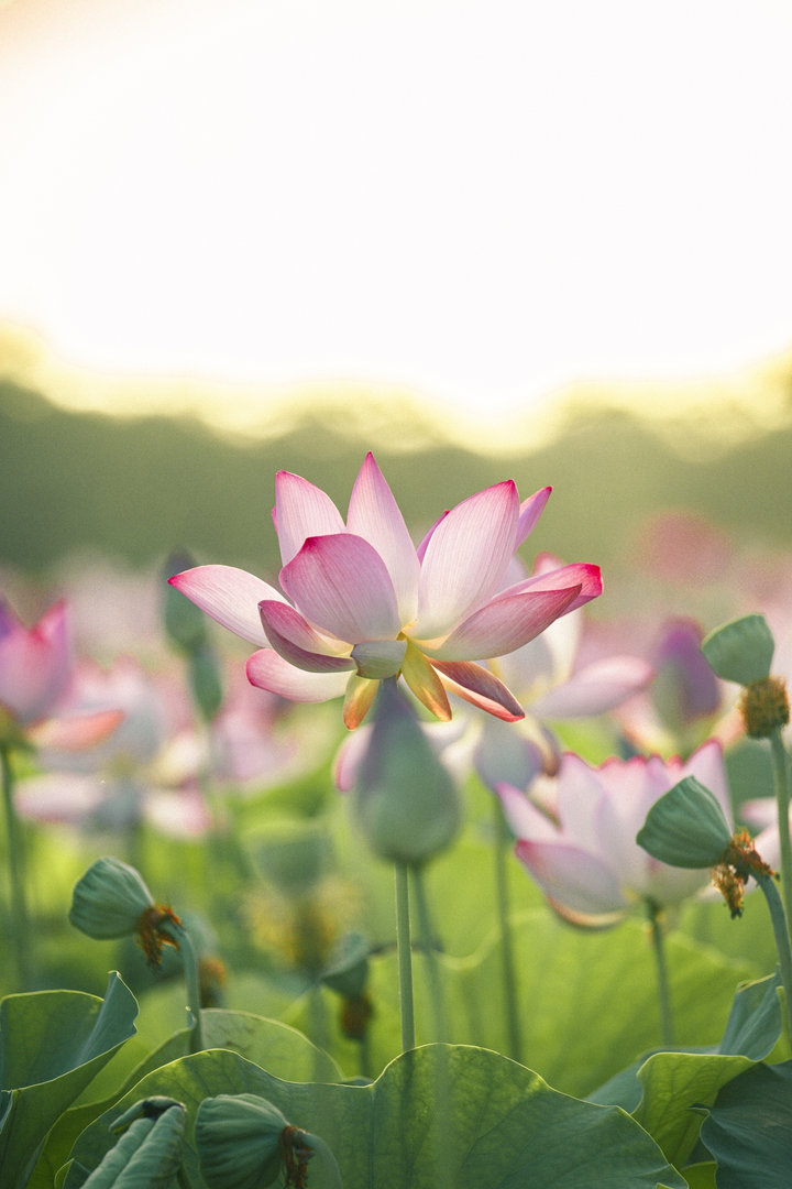 Say đắm trước cảnh thần tiên ở đầm sen dưới chân Hang Múa mùa nở rộ - 2