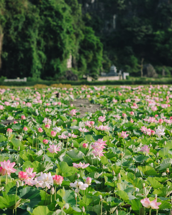 Say đắm trước cảnh thần tiên ở đầm sen dưới chân Hang Múa mùa nở rộ - 3