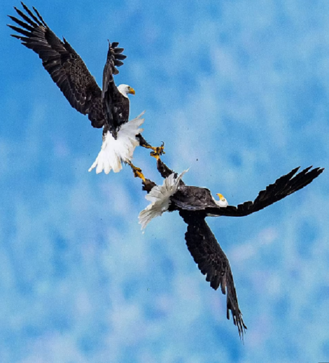 Ngoạn mục cảnh đại bàng hói 'kịch chiến' với đồng loại - 1