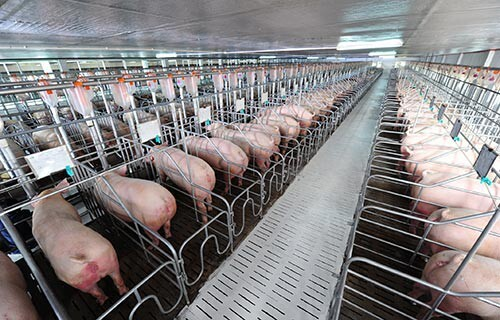 Lãi lớn, doanh nghiệp nuôi lợn trả cổ tức ‘khủng’ - 1
