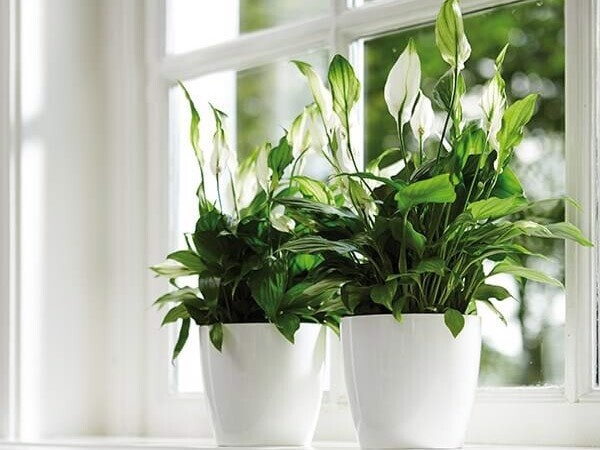 7 loại cây giúp khử mùi nhà bếp hiệu quả - 7