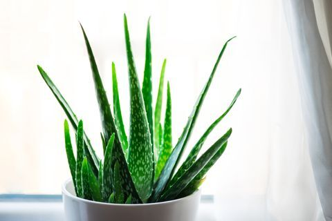 7 loại cây giúp khử mùi nhà bếp hiệu quả - 5