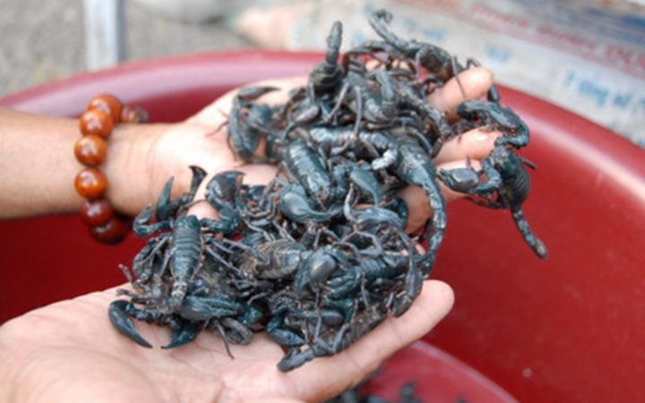 Con 'bù kẹp' - đặc sản vùng Bảy Núi chỉ những ai can đảm mới dám nếm thử - 3