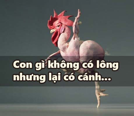 Đố mẹo: Con gì có cánh nhưng không có lông? - 1