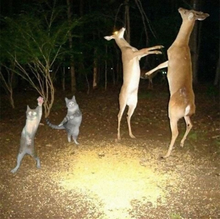 Bật cười xem những khoảnh khắc trùng hợp hài hước của động vật - 5