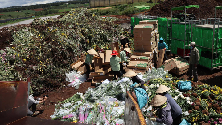 Lâm Đồng: Hàng triệu cành hoa xuất khẩu sang Australia nguy cơ thành phân bón - 1